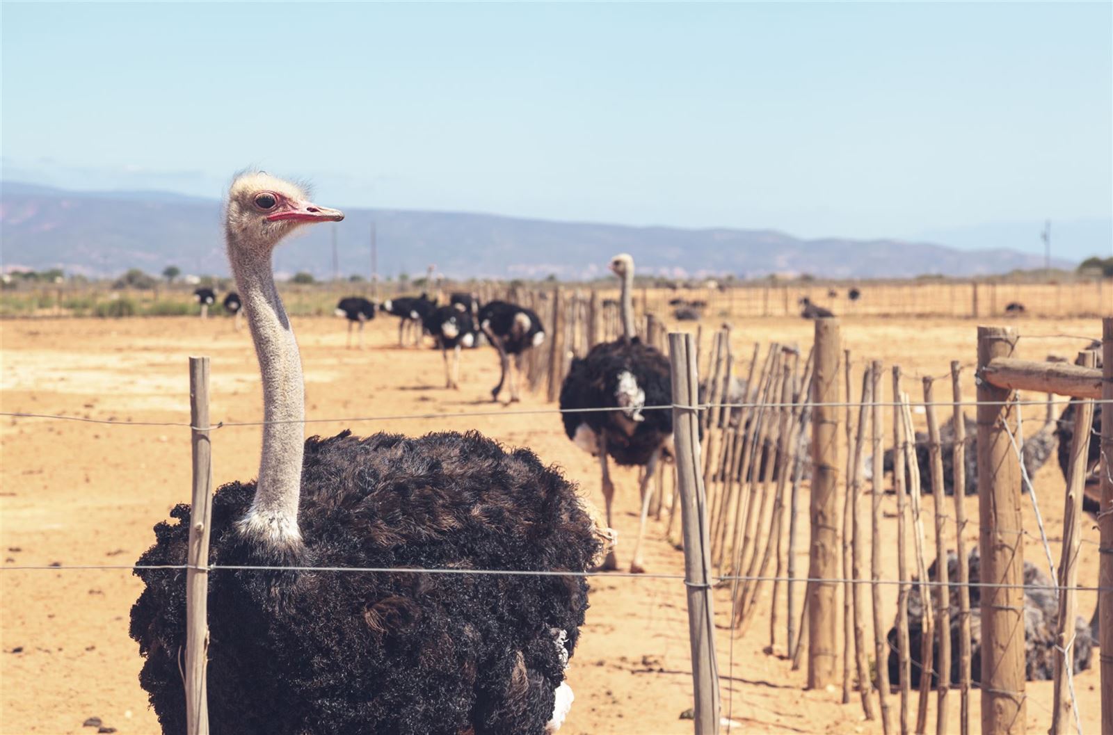 Straußenfarm in Oudtshoorn